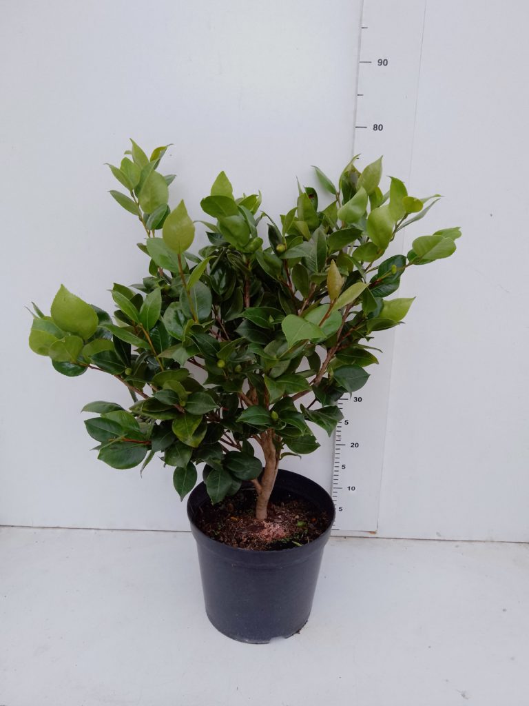 Camellia arb. C-10 lts (Dona Herzilia)