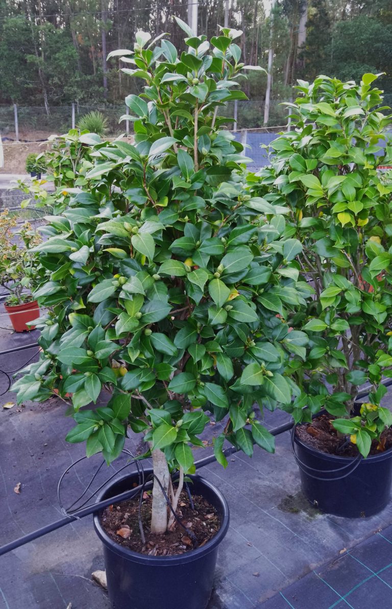 Camellia arb. C-125 lts (blanca).